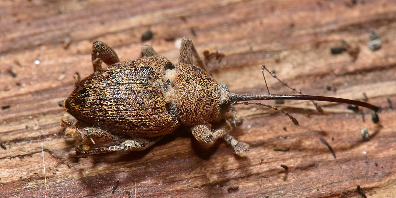 Curculionidae: Curculio elephas, femmina